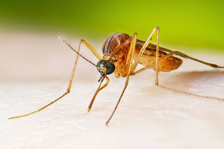 First West Nile virus case reported in Shelby County this year