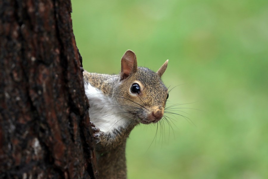 Squirrel season starts with Tennessee free hunting day